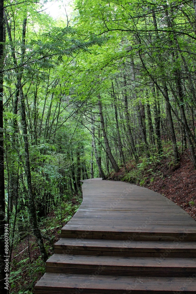 Obraz premium wooden bridge in the forest