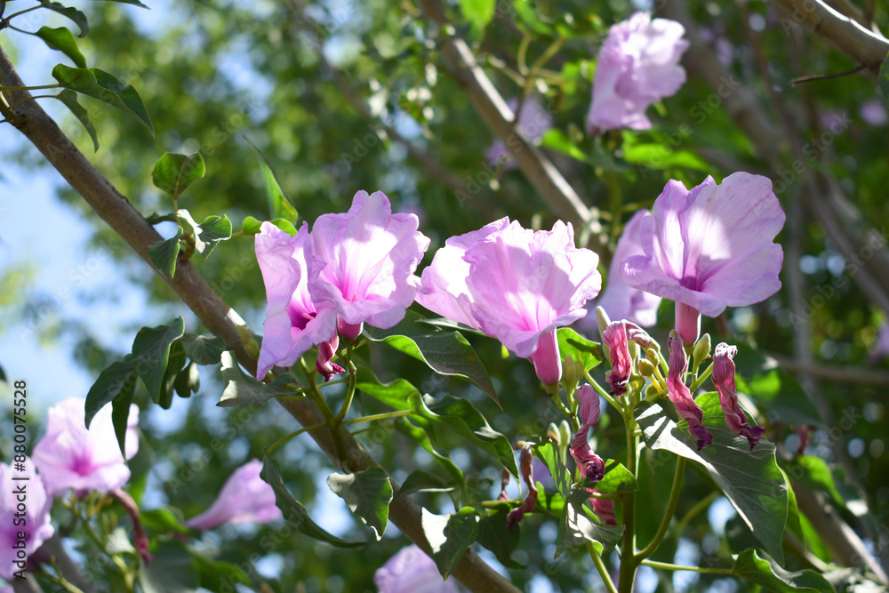 Ipomoea carnea, Ipomoea carnea, the pink morning glory is a species of morning glory that grows as a bush, A close view of Ipomoea carnea flower in nature, Chakwal, Punjab, Pakistan Ipomoea carnea, Ipomoea carnea, the pink morning glory is a species of morning glory that grows as a bush, A close view of Ipomoea carnea flower in nature, Chakwal, Punjab, Pakistan