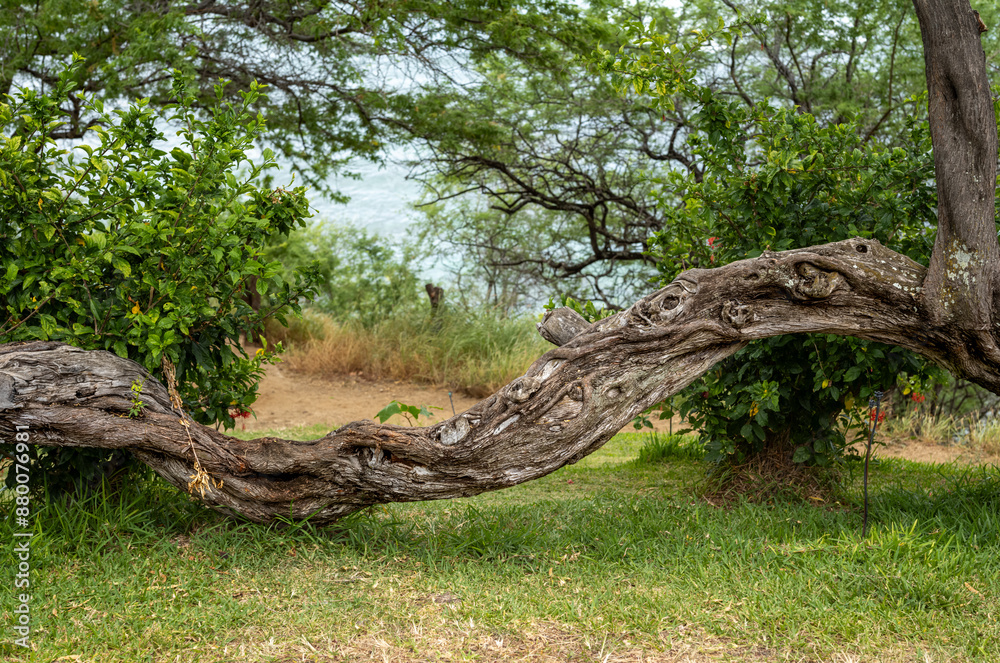 Ancient Twisted Tree with Green Shoots and Leaves. Ancient Twisted Tree with Green Shoots and Leaves.