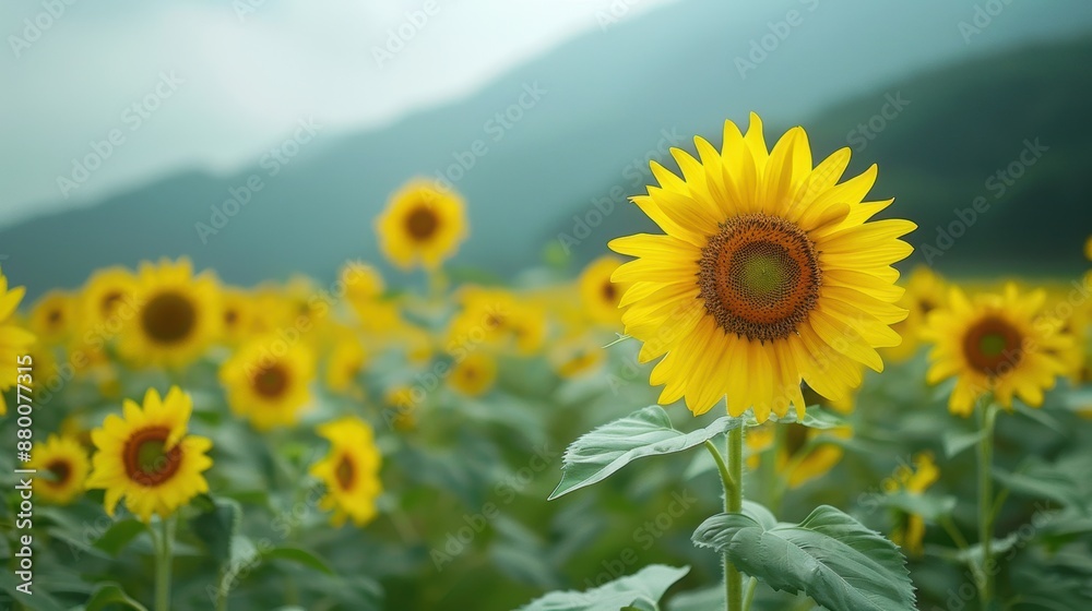 Obraz premium A vibrant sunflower field with mountains in the background, showcasing bright yellow flowers under a cloudy sky.
