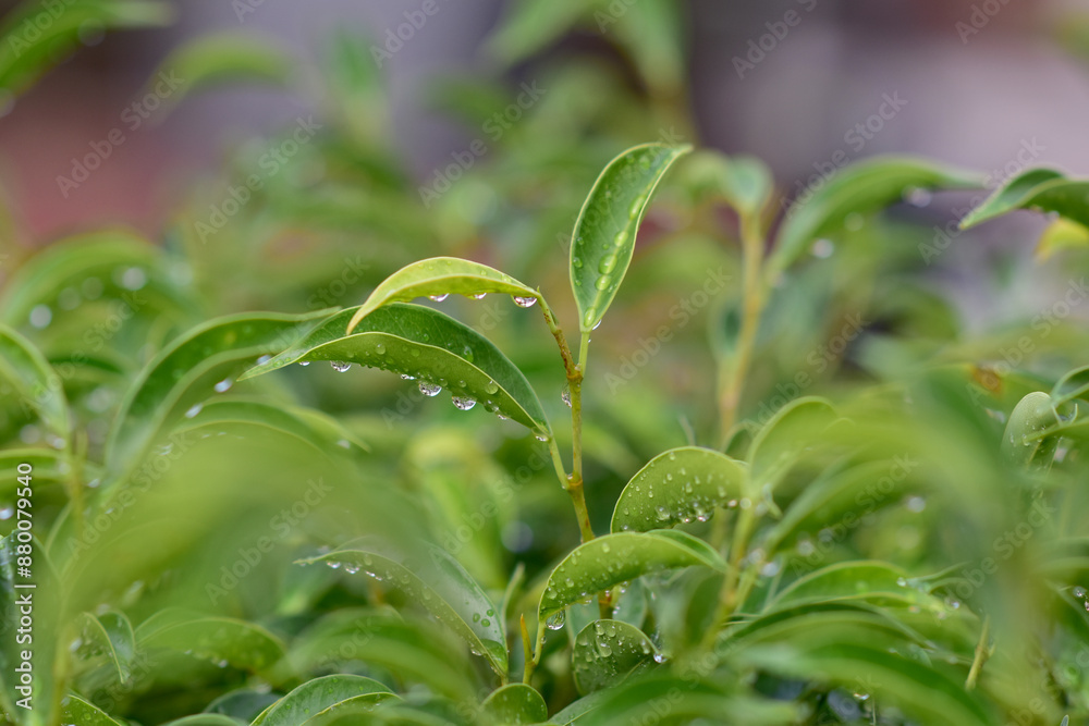 Fototapeta premium Closeup of Water Drops with dew on Green Grass in the morning with blurred bokeh background.
