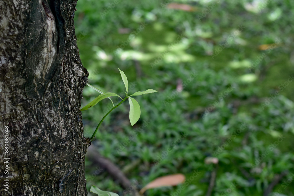 Closeup of Green Small Tree grew up from a large tree in the park with nature background at Thailand. Closeup of Green Small Tree grew up from a large tree in the park with nature background at Thailand.