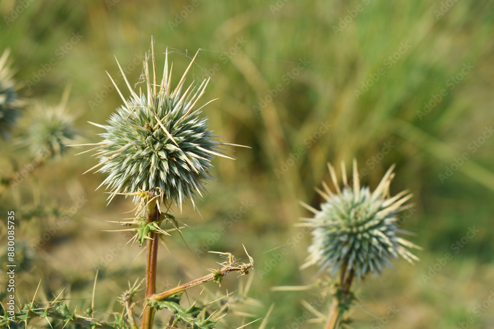 Echinops sphaerocephalus, Echinops sphaerocephalus known as Great Globe Thistle or Pale Globe Thistle, A summer plant in the wild in a meadow, Wild flower with thorns and spines bloomed Echinops sphaerocephalus, Echinops sphaerocephalus known as Great Globe Thistle or Pale Globe Thistle, A summer plant in the wild in a meadow, Wild flower with thorns and spines bloomed