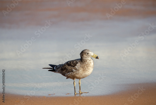 Seagull on a beach on water line close up, Birds, nature image photo