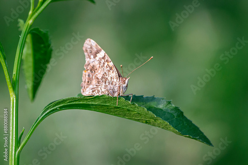 
We see a beautiful small yellow butterfly, perched on a green leaf, taking in the last rays of sunlight on a spring afternoon, San Martin Mza Arg. photo