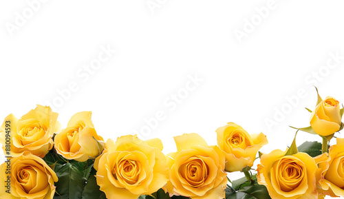 Yellow rose flower frame