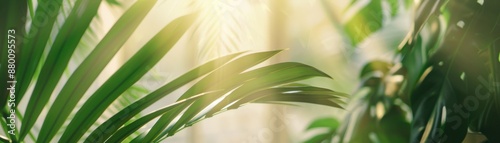 Sunlight filtering through lush green tropical leaves. A serene and refreshing natural scenery perfect for backgrounds and nature-themed designs.