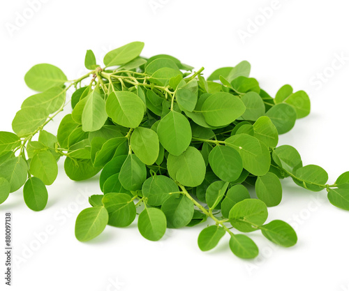 Fresh moringa leaves, on white background