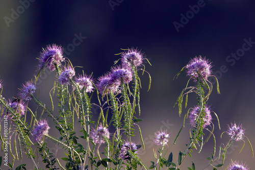 Closeup of a Rocky Mountain Bee Plant on the prairie at Rocky Mountain Arsenal National Wildlife Refuge near Denver, Colorado