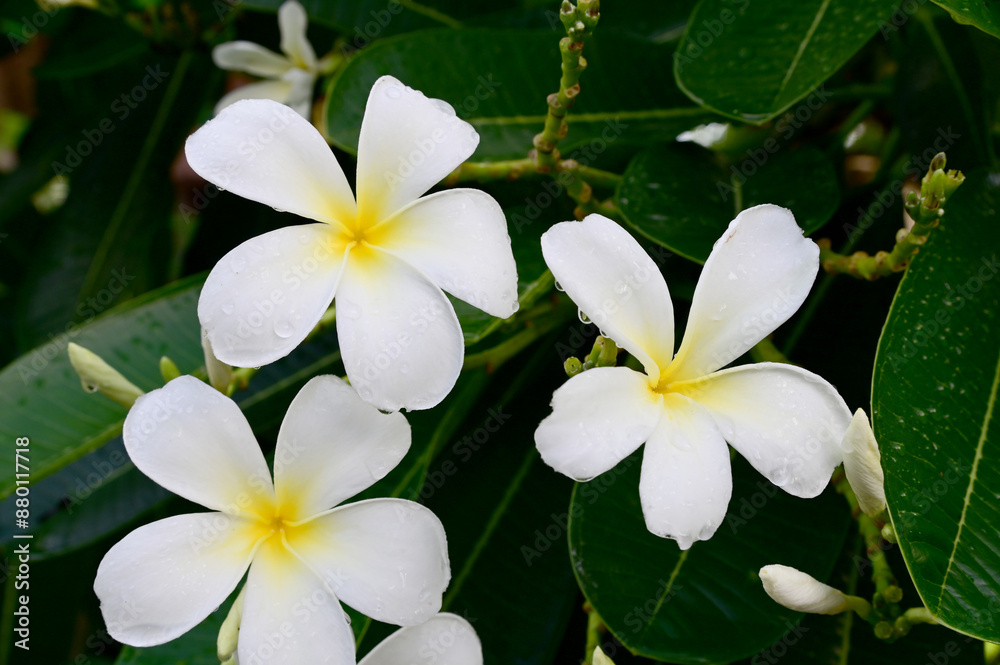 Closeup of White Flowers (Frangipani, Plumeria) and rain drops with natural background in the garden at Thailand. Closeup of White Flowers (Frangipani, Plumeria) and rain drops with natural background in the garden at Thailand.