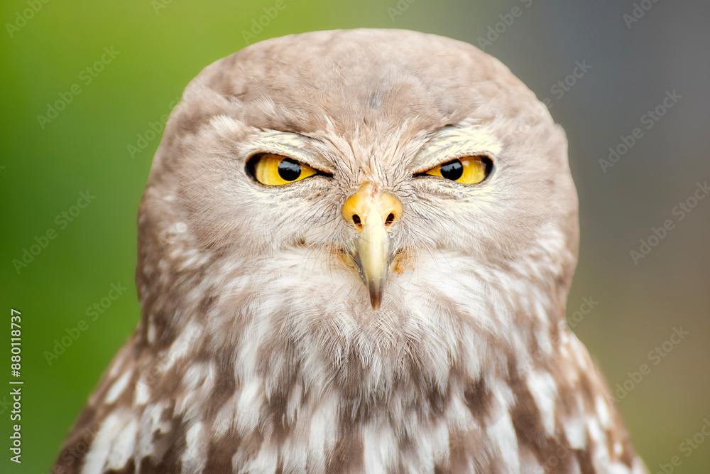 Obraz premium The barking owl or barking boobook, also known as the winking owl, is a nocturnal bird species native to mainland Australia.