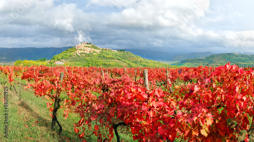 Motovun Hilltop town with red grape vines