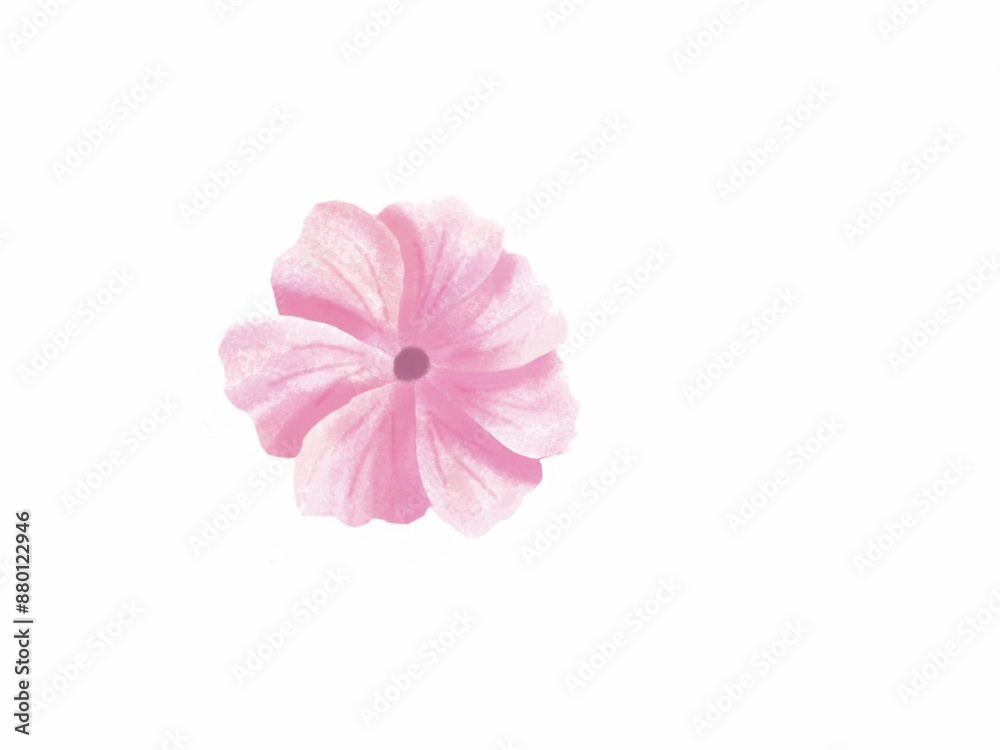 pink flower isolated on white pink flower isolated on white