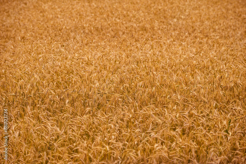 Field with maturing wheat