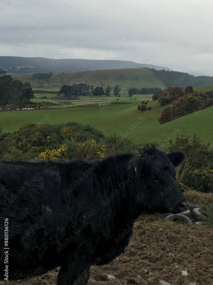 Fototapeta premium Moomoo