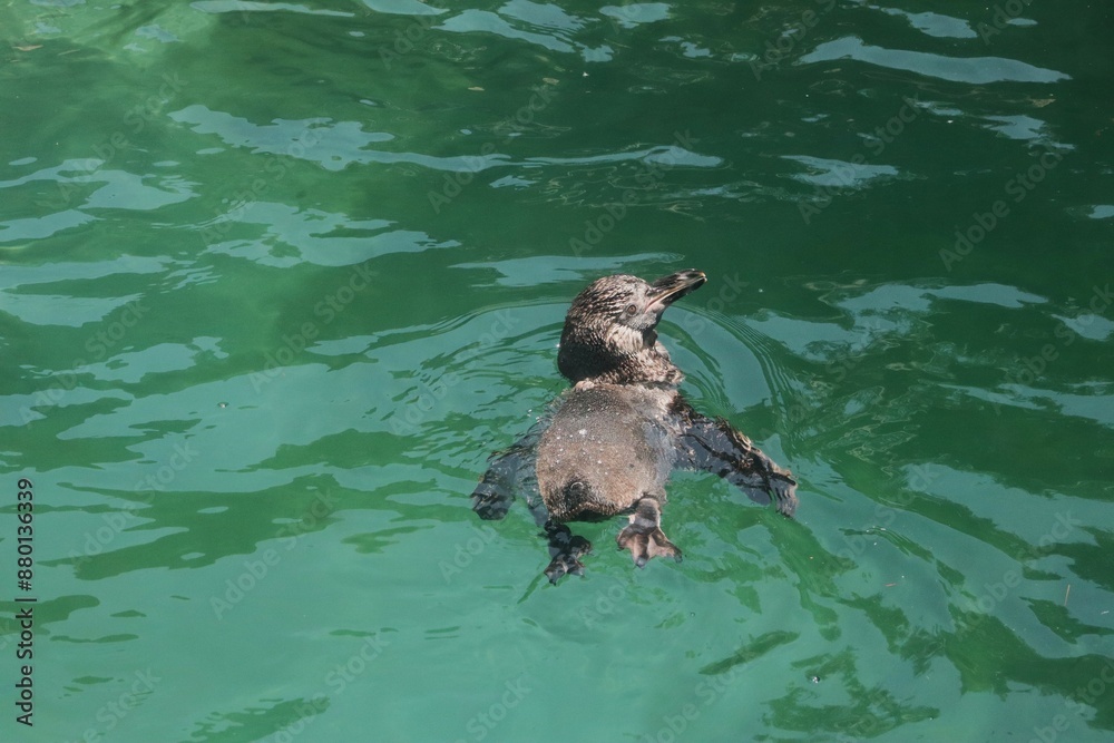 Naklejka premium Pinguinos en cautiverio nadando en su hábitat simulado 