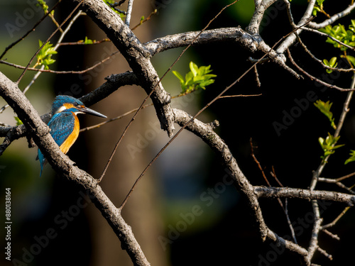 Wallpaper Mural 木の枝にとまるカワセミ Torontodigital.ca