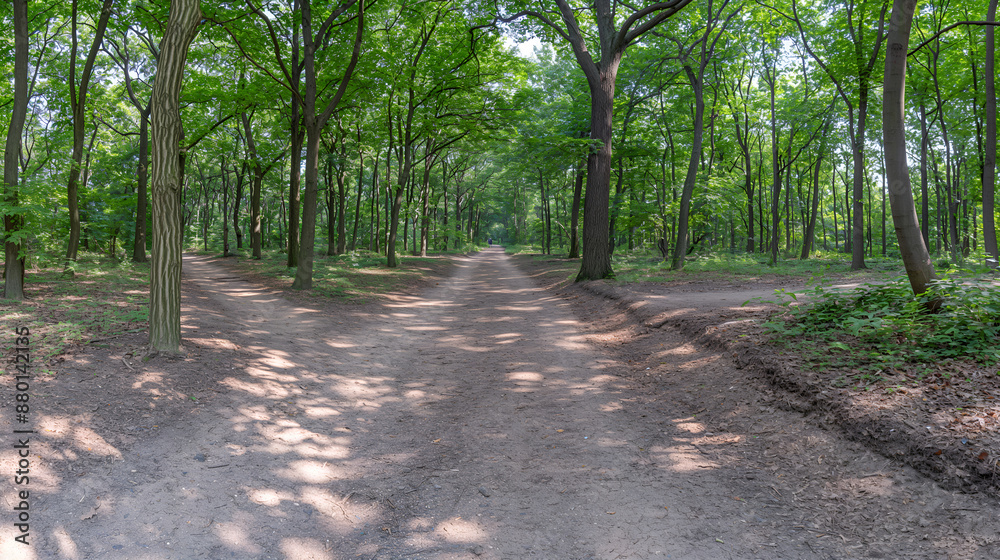 Fototapeta premium Emerald Embrace: Sunlight Filters Through a Verdant Forest