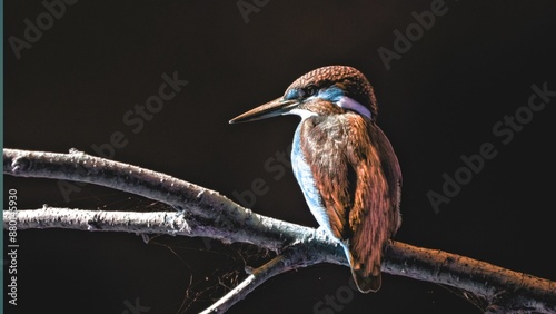 Fotografie Solitary Perch