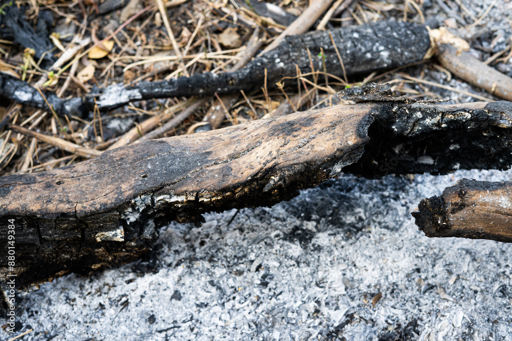 wood burns to ash wood burns to ash