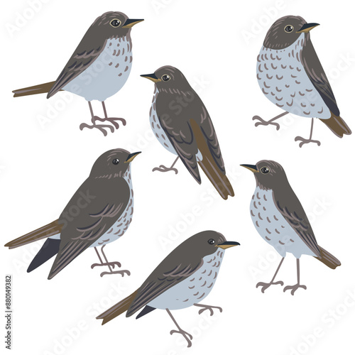 vector drawing bird, hermit thrush, hand drawn Catharus guttatus , isolated nature design element