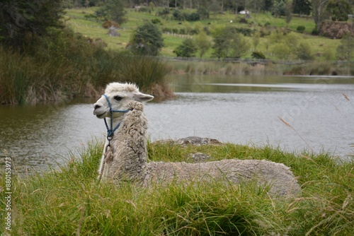 alpaca next to the Buza lagoon