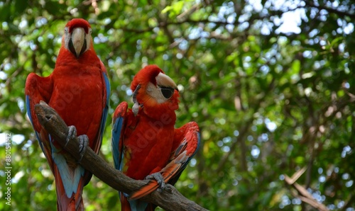 Parrots in a tree, one of them scratching
