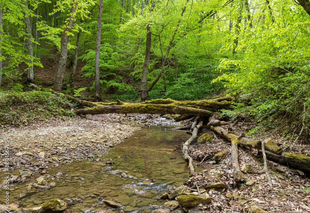 spring, the source of the river originating in a mountainous area, a day in a nature park,walking along the canyon spring, the source of the river originating in a mountainous area, a day in a nature park,walking along the canyon