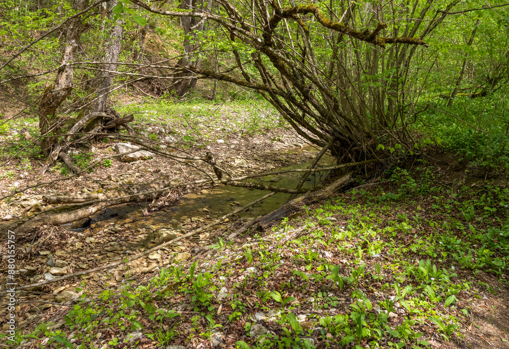 spring, the source of the river originating in a mountainous area, a day in a nature park,walking along the canyon spring, the source of the river originating in a mountainous area, a day in a nature park,walking along the canyon