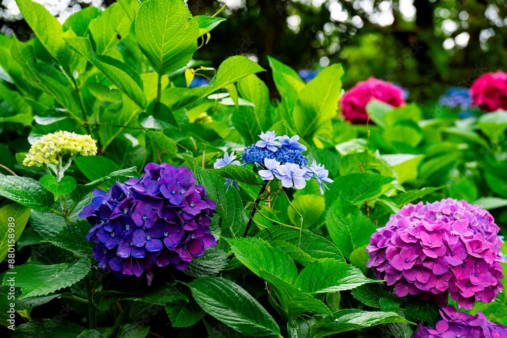 長崎鼻のアジサイ