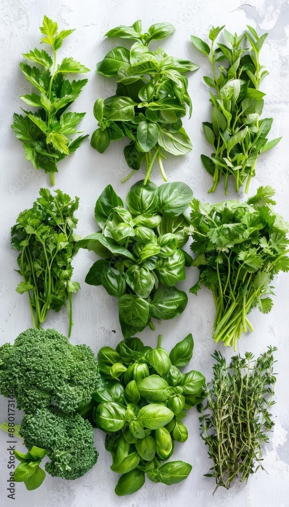 A clear photo of an assortment of fresh herbs like parsley, cilantro, and basil A clear photo of an assortment of fresh herbs like parsley, cilantro, and basil