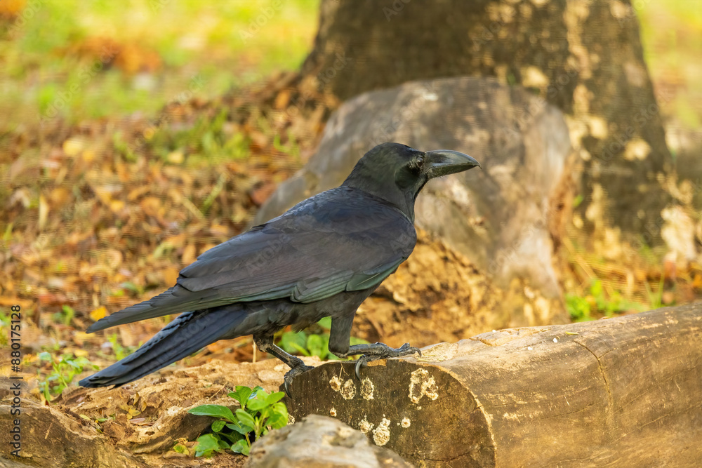 The Large-billed Crow (Corvus macrorhynchos) is a large black bird with a robust body, thick bill, and glossy plumage. The Large-billed Crow (Corvus macrorhynchos) is a large black bird with a robust body, thick bill, and glossy plumage.