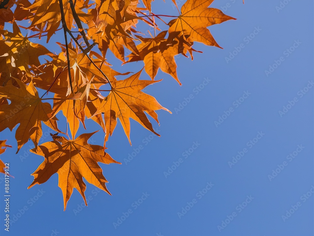 bright maple leaves against the blue sky