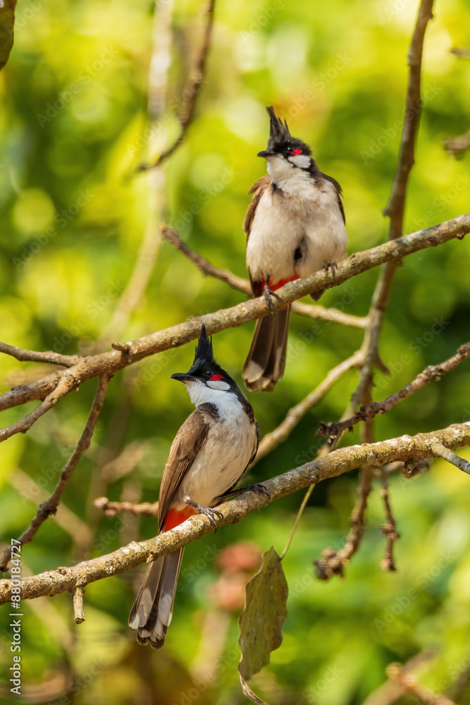 The Red-whiskered Bulbul (Pycnonotus jocosus) is a medium-sized songbird with a distinctive black crest, white underparts, and brown upperparts. It features red cheek patches and vent. The Red-whiskered Bulbul (Pycnonotus jocosus) is a medium-sized songbird with a distinctive black crest, white underparts, and brown upperparts. It features red cheek patches and vent.
