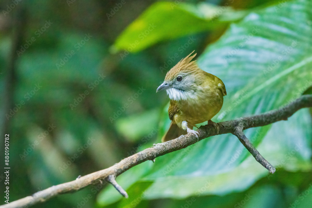 Fototapeta premium The Puff-throated Bulbul (Alophoixus pallidus) is a medium-sized songbird with olive-green upperparts and whitish underparts. It has puffy throat feathers and a prominent white eye-ring. 