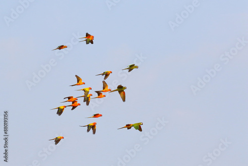 Colorful parrots flying in the sky. Free flying bird