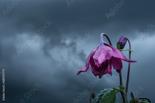 A purple flower drooping sadly under dark clouds petals wilted and distressed