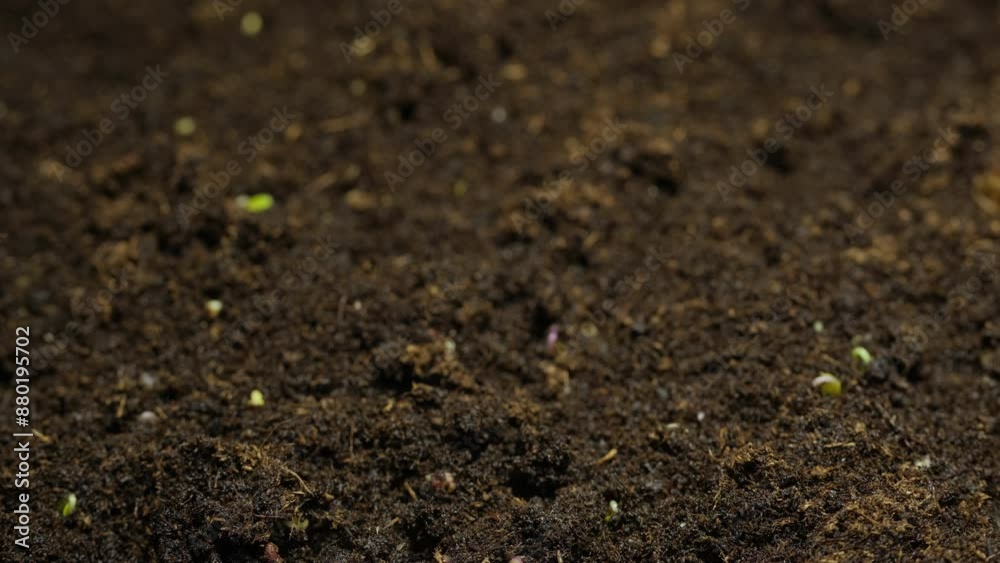 Growing seeds rising from soil time lapse 4k footage. Growing seeds rising from soil time lapse 4k footage.