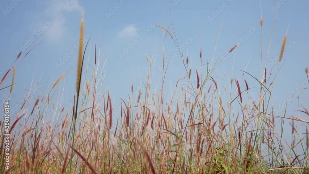Feather grass blowing in the wind with a view of the sky in the background, at the foot of a mountain in Mojokerto, East Java. Feather grass blowing in the wind with a view of the sky in the background, at the foot of a mountain in Mojokerto, East Java.