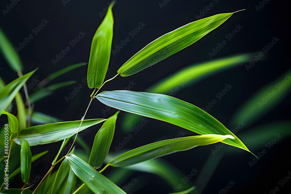 green bamboo leaves on black background green bamboo leaves on black background