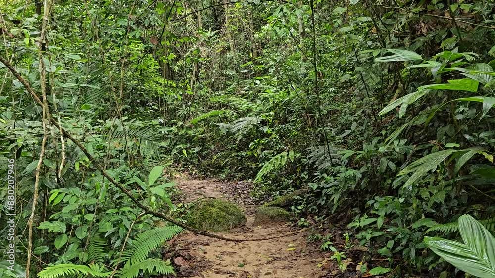 A mysterious path in the middle of tropical jungle, surrounded by green bushes, leaves and ferns. Hiking trail through lush foliage rainforest A mysterious path in the middle of tropical jungle, surrounded by green bushes, leaves and ferns. Hiking trail through lush foliage rainforest