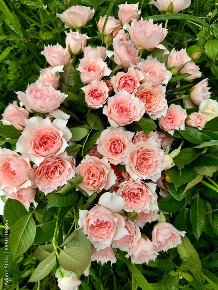 Fototapeta premium Lush Cluster of Pale Pink Roses in Full Bloom with Green Foliage Background - Serene Garden Setting in Spring or Summer