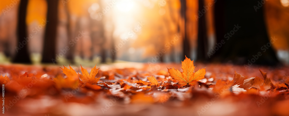 Colorful foliage in the park. Falling leaves natural background .Autumn season concept. Abstract autumn background Colorful foliage in the park. Falling leaves natural background .Autumn season concept. Abstract autumn background