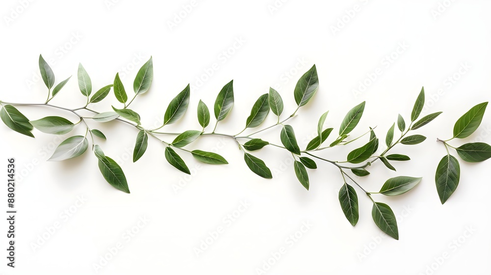 Green olive laurels on a white background Green olive laurels on a white background