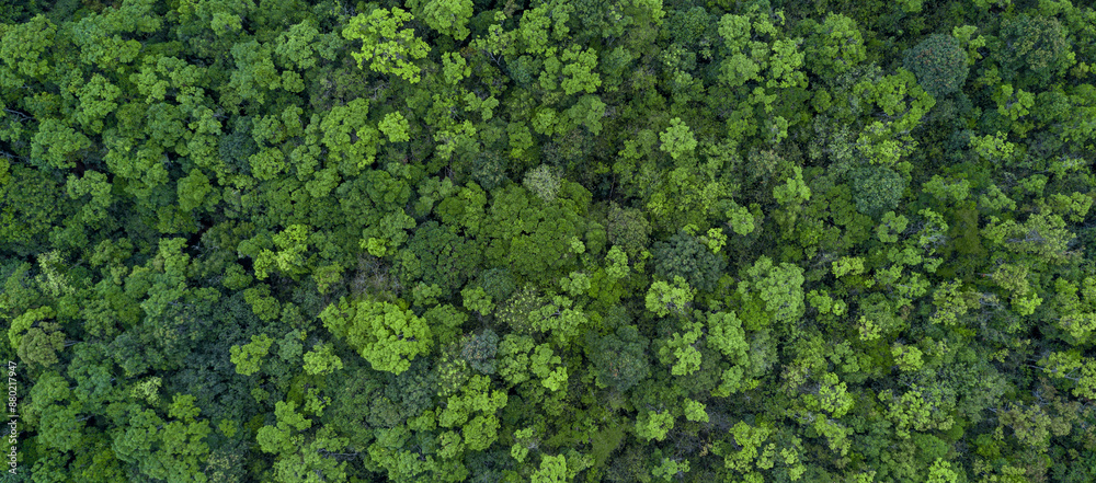 aerial view green forest tree texture and background, Natural green forest tree background, Tropical rainforest tree ecosystem environment, Texture and background of green tree forest.
