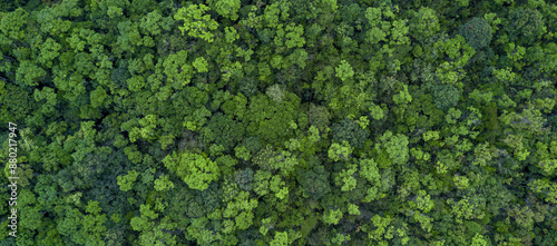 Obraz na płótnie aerial view green forest tree texture and background, Natural green forest tree background, Tropical rainforest tree ecosystem environment, Texture and background of green tree forest. w salonie