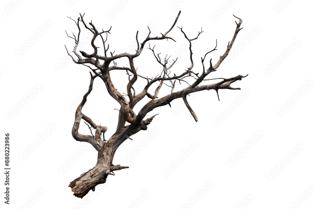 Dead branch isolated on transparent background Dead branch isolated on transparent background