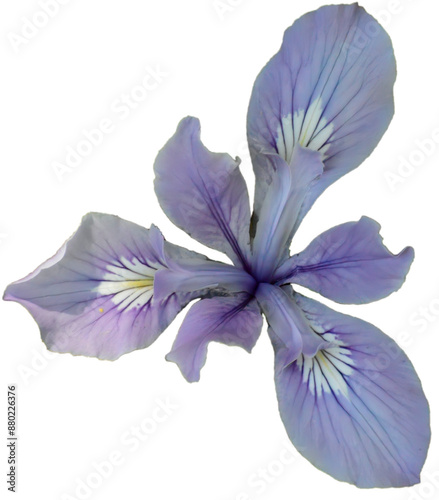 Lavendar colored wild iris