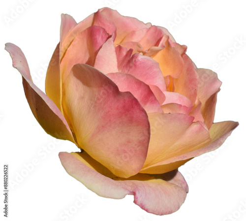 Pink and yellow Rose