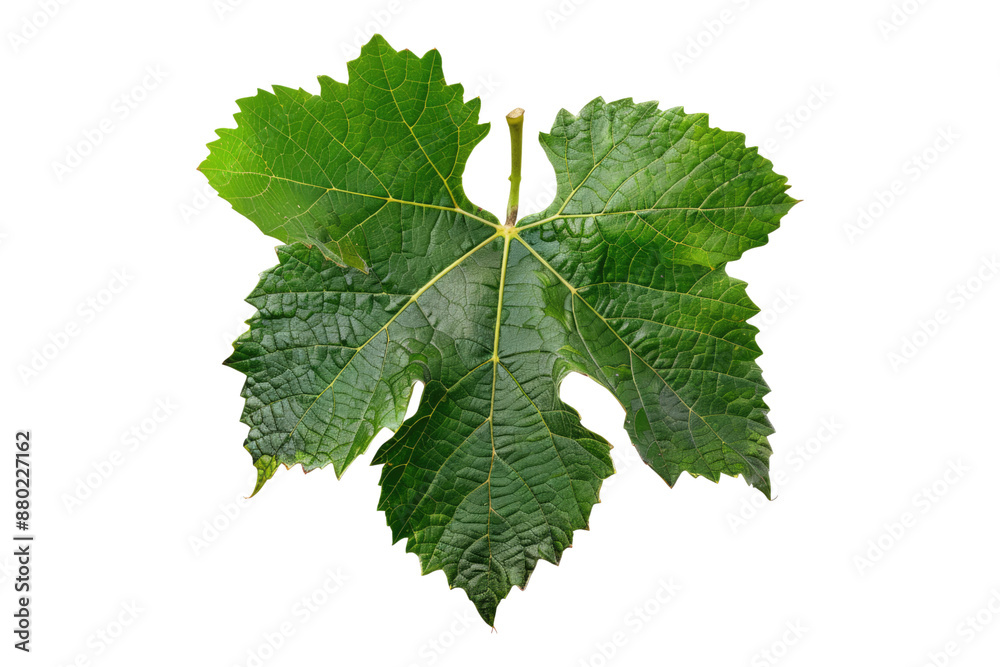 Grape leaves isolated on transparent background Grape leaves isolated on transparent background